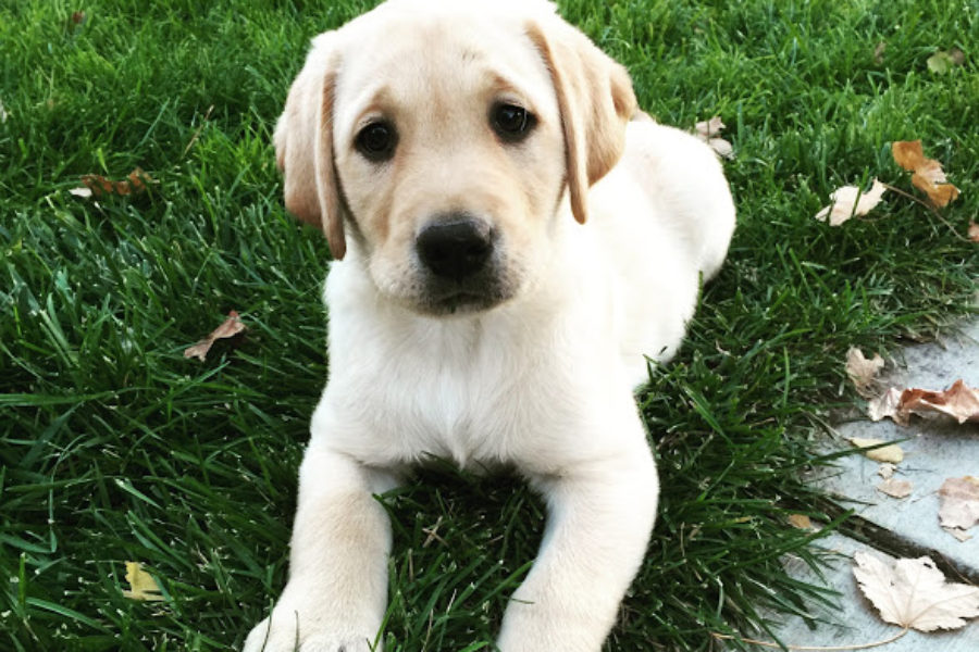 Why Does God Love You?