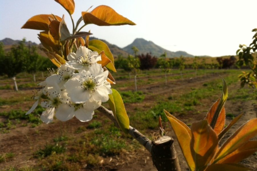 Pruning