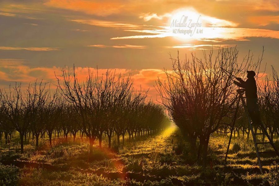 It’s Pruning Season and Benjamin’s Birthday